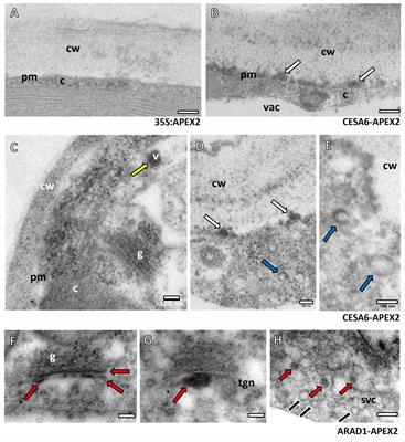 Colocalising proteins and polysaccharides in plants for cell wall and trafficking studies